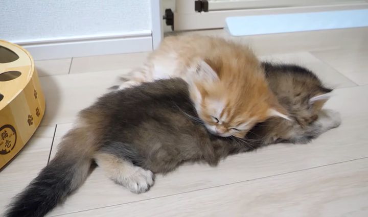 くっつきながら眠る子猫達