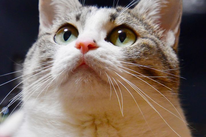 2月22日は「猫の日」！