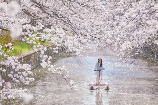 【写真】水上自転車に乗りながら花見 