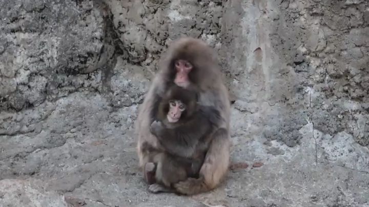 2月22日、三連休の中日を迎えた市川市動植物園は、これまでにない熱気に包まれました。園の発表によると、この日の来園者は6,000人を突破。小さな動物園に、多くのパンチくんのファンが集まりました。