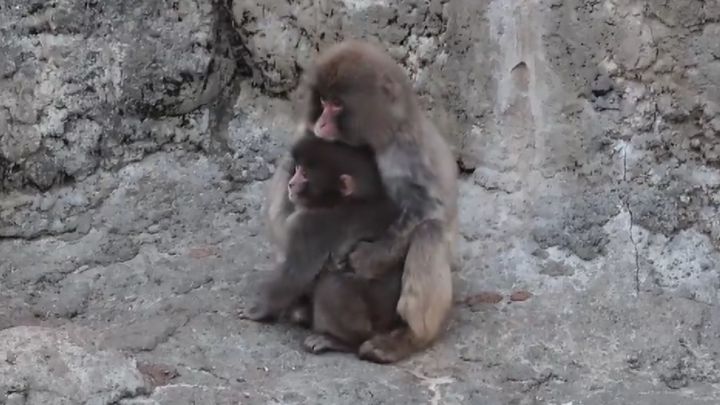 市川市動植物園公式Xより