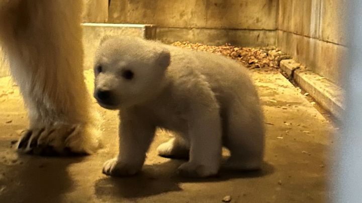 秋田県男鹿市の「男鹿水族館GAO」から、また一つ嬉しい便りが届きました。ホッキョクグマのモモの赤ちゃんが、日ごとにたくましく、そして「もこもこ度」を増して成長している写真が公開されました。ちなみにモモは、先日、惜しまれつつも天国に旅立ったホッキョクグマ「ゴーゴ」の娘で、赤ちゃんは孫にあたります。