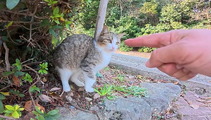 ちょっと臆病なキジ白子猫