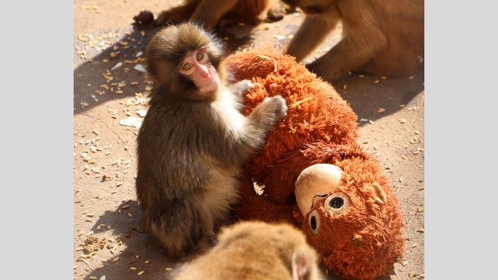 千葉県・市川市動植物園で今、日本中から熱い視線を浴びている一匹の子ザルがいます。その名は「パンチくん」。