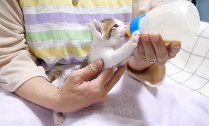 ミルクを飲む子猫