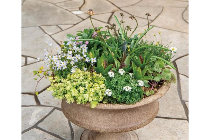 芽出し苗を使えば簡単！長く楽しめる【ヒヤシンス寄せ植え】の作り方