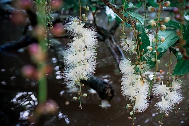 幻の花・サガリバナ