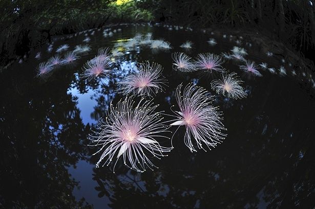 【写真】水面に浮かぶサガリバナ