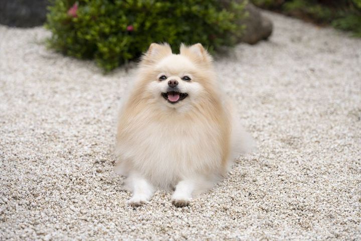 「ペットにしたい小型犬の種類」ランキング