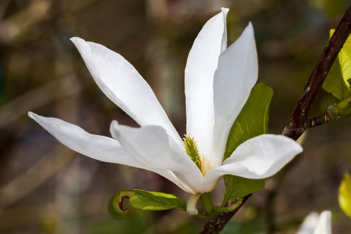 ミヤマガンショウ