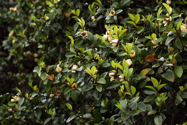 カラタネオガタマ