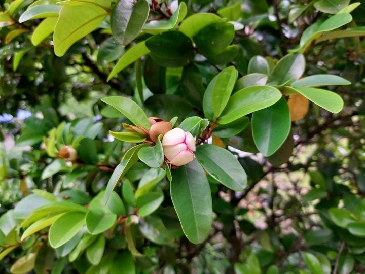 カラタネオガタマ