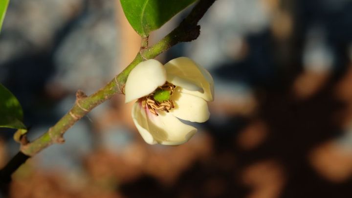 カラタネオガタマ