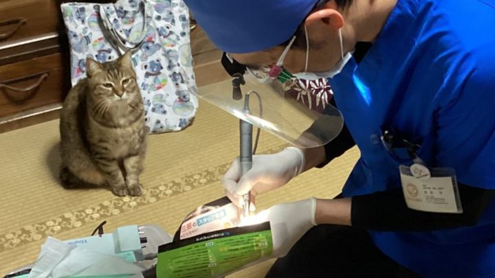 自然豊かな佐渡島で、とあるお年寄りのお宅。歯科の訪問診察のために訪れた「まもる先生」（まもる島の歯医者@sadodentist）の手元を、じっと見つめる視線がありました。