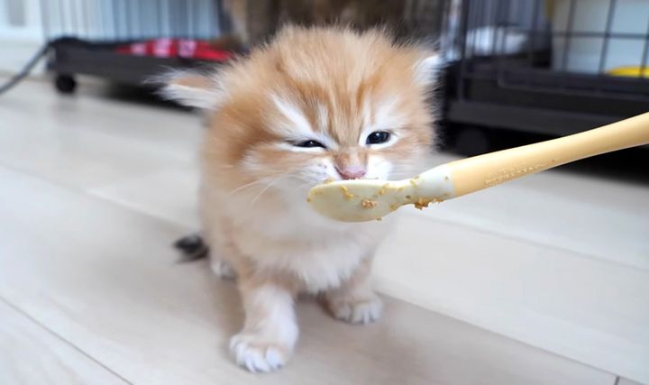 初めての離乳食が美味し過ぎた子猫