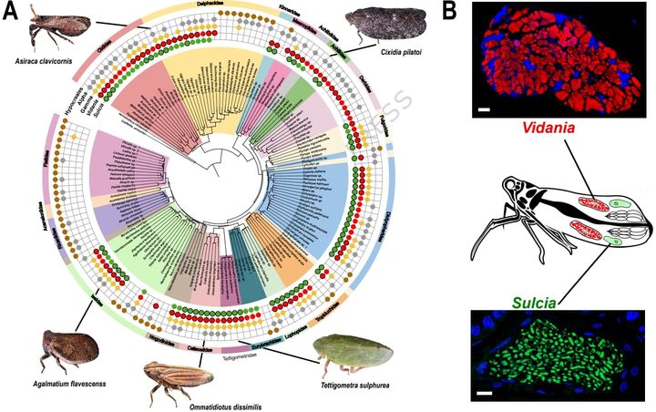 最小のゲノムを持つ生命体を発見