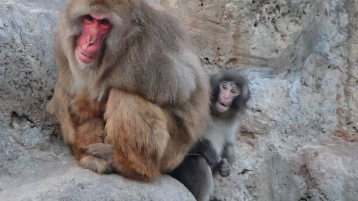 千葉県・市川市動植物園の三連休は、まさに「パンチくん一色」となりました。連休最後となった2月23日も、約5,200人ものファンが来園。入園ゲートには列ができる時間帯もありましたが、大きな混乱はなく、穏やかな賑わいの中で最終日を終えました。