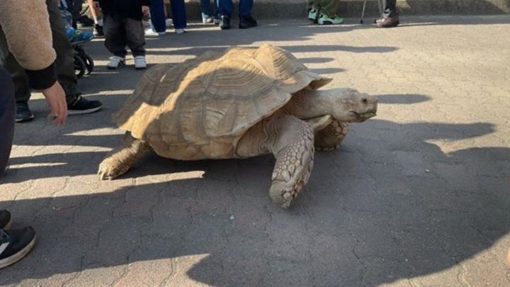 市川市動植物園公式Xより