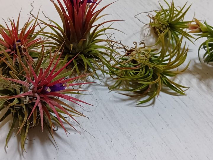 エアープランツって色々ありますよ、いったい、この子の正体は？