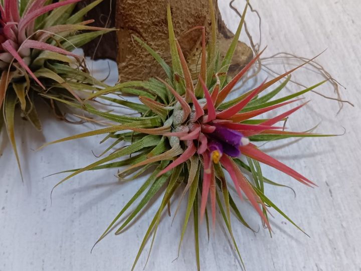 空気だけで育つの？エアープランツの摩訶不思議！花が咲いたこの子はだーれ？