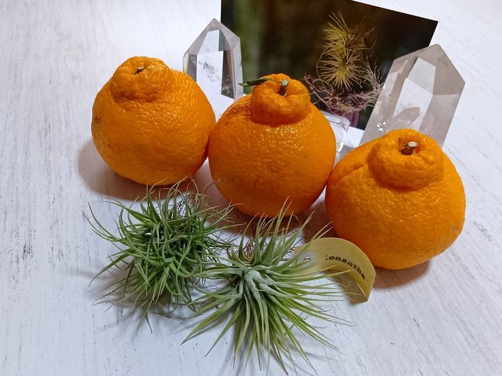 エアープランツって、色々な種類があって、本当に摩訶不思議ですね！