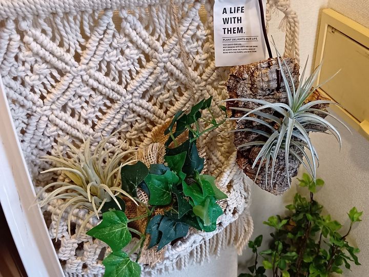 エアープランツは本当に空気だけで水はいらないの？