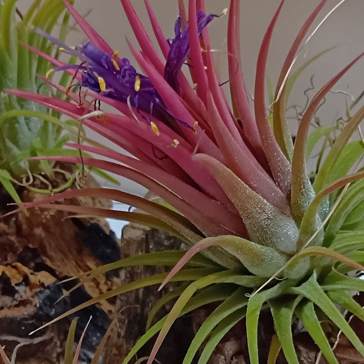 空気だけで育つの？エアープランツの摩訶不思議！花が咲いたこの子はだーれ？