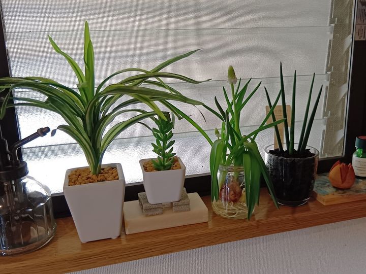 初心者でも楽しめる！エアープランツ×流木インテリア！エアープランツ用の流木を探しに行ってきました！