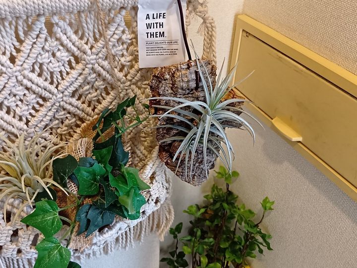 初心者でも楽しめる！エアープランツ×流木インテリア！エアープランツ用の流木を探しに行ってきました！