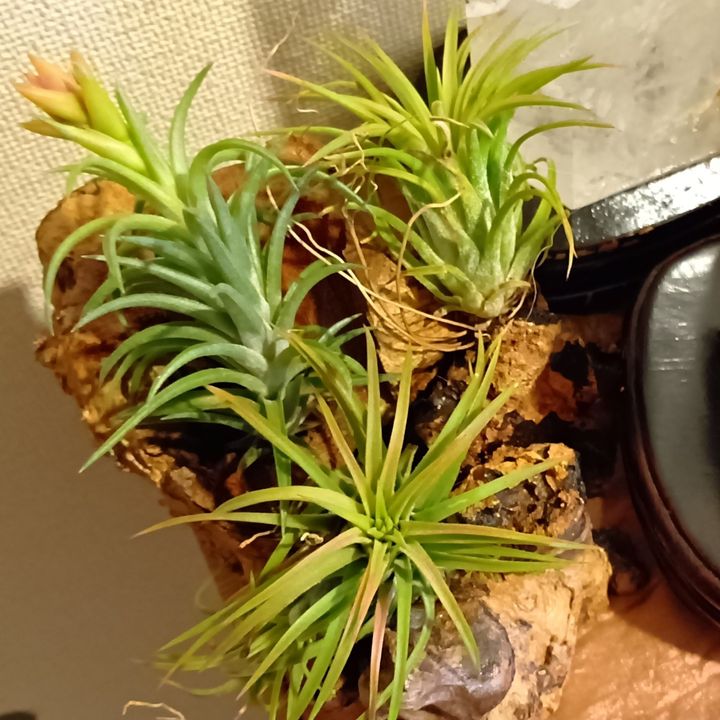 初心者でも楽しめる！エアープランツ×流木インテリア！エアープランツ用の流木を探しに行ってきました！