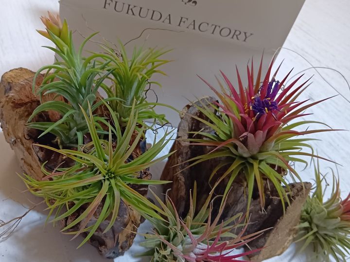 初心者でも楽しめる！エアープランツ×流木インテリア！エアープランツ用の流木を探しに行ってきました！