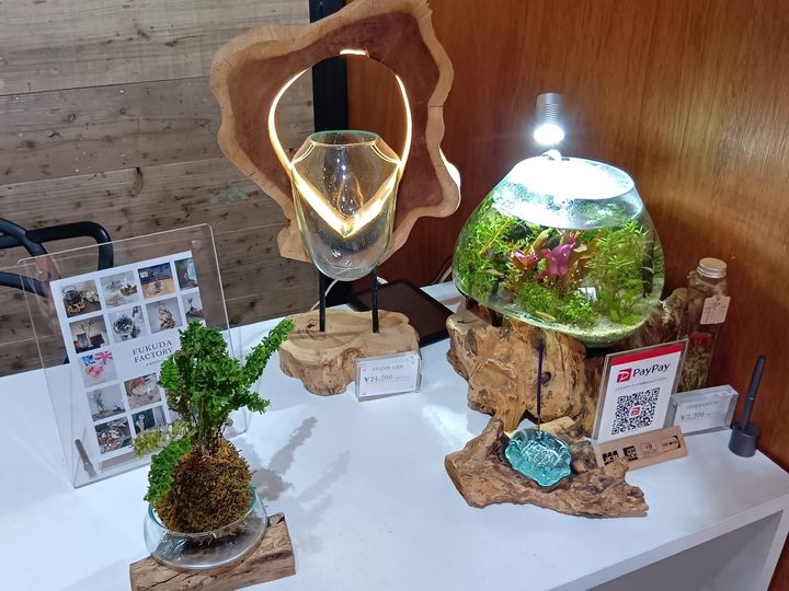 初心者でも楽しめる！エアープランツ×流木インテリア！エアープランツ用の流木を探しに行ってきました！