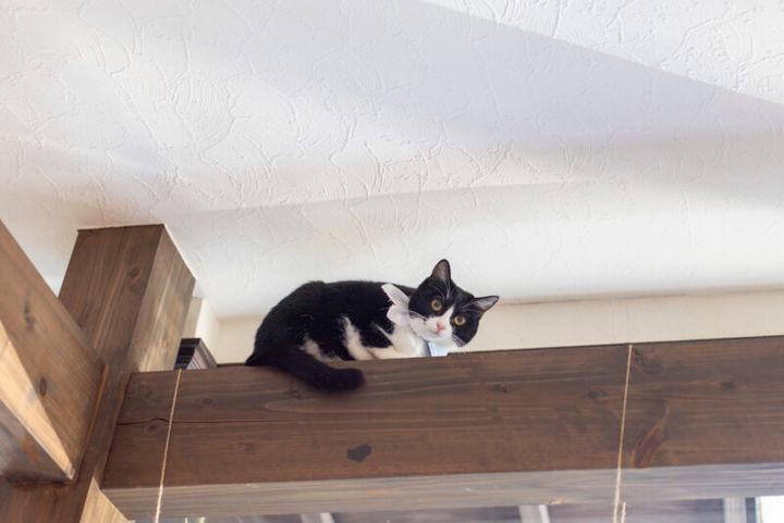 【別府温泉】猫と老舗宿で「ただ、癒やされる」 贅沢な大人のひとり旅