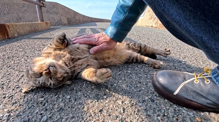 お腹をナデナデされる猫