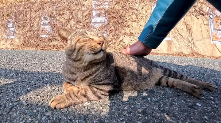 ナデナデされる猫