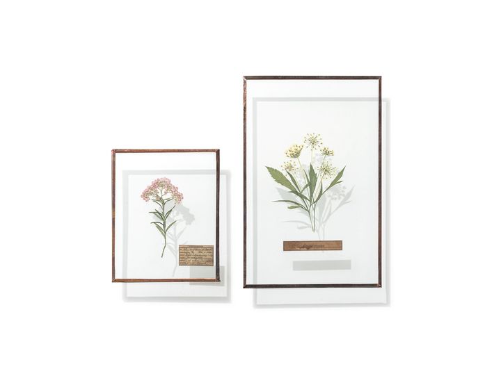 ⑤ 花の標本を飾って、自然の些細な美しさをそばに