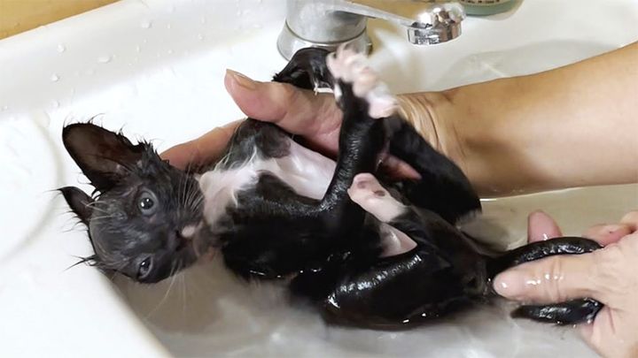 お風呂に入った保護子猫