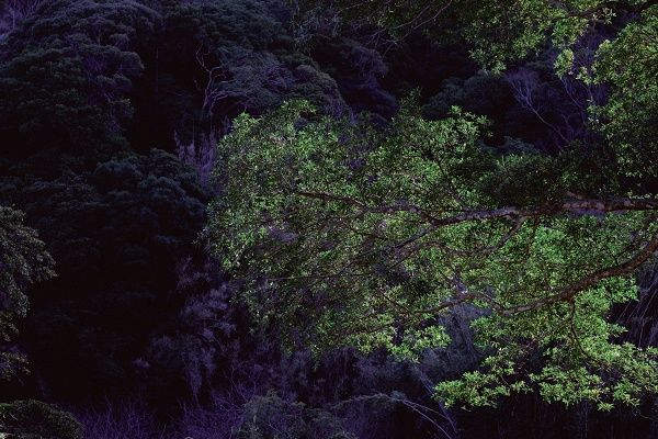 【千葉県館山市】森の静寂に包まれたグランピング施設「SHINON〜森音〜」、期間限定で宿泊費10％OFFに
