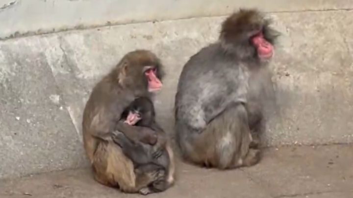千葉県・市川市動植物園のニホンザル「パンチくん」を巡る物語は、いまや日本国内に留まらず、世界中を巻き込む大きなムーブメントとなっています。