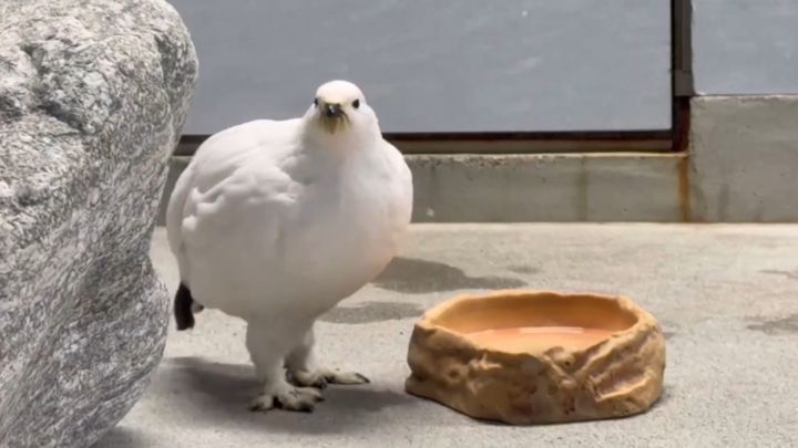 真っ白でモフモフとした体に、つぶらな瞳。雪の上をトコトコと歩くその姿から「雪の妖精」とも称される国の特別天然記念物・ライチョウ。