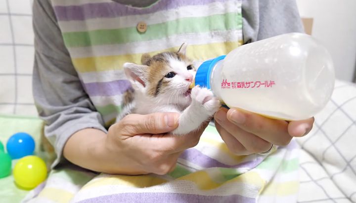 ミルクを飲む子猫