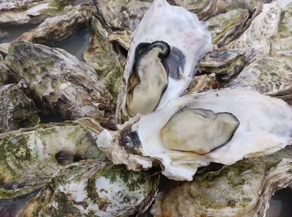 【東京都台東区】東北の16酒蔵、80銘柄以上が登場する「ふるさとグルメてらす～東北まつり～」開催