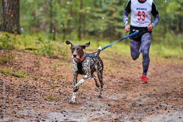 【兵庫県丹波市】愛犬とノーリードで走れる「カニクロス」の大会が、丹波市で4月と11月に開催！