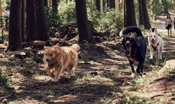 【兵庫県丹波市】愛犬とノーリードで走れる「カニクロス」の大会が、丹波市で4月と11月に開催！