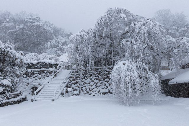 吉田の枝垂れ桜