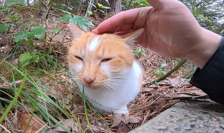 撫でられる猫