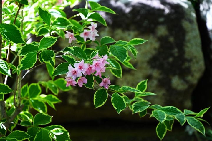 斑入り葉の品種