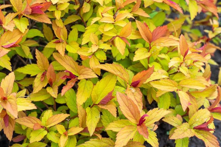 'ゴールドフレーム’の芽出し