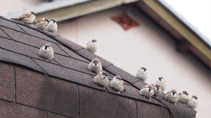 琵琶湖のほとり、滋賀県南部。自然豊かなこの場所で、家の屋根を埋め尽くすほどのスズメたちが集まる、なんとも微笑ましい光景が話題となっています。