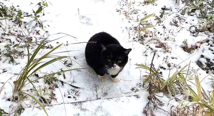 雪の中の猫
